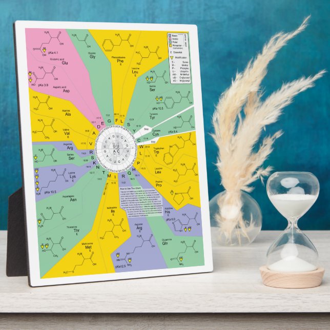 Genetic Code Diagram Showing Amino Acid Residues Plaque (Side)