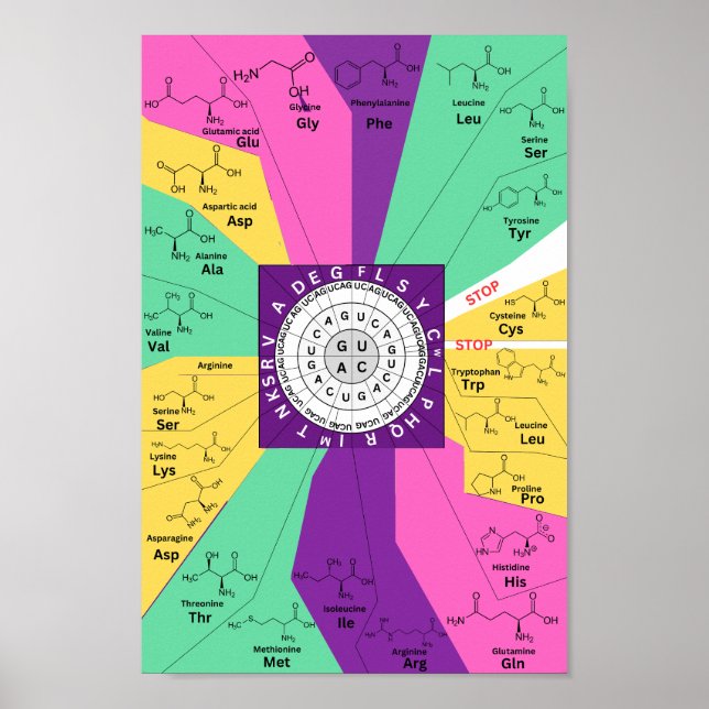 Genetic codon chart wheel of amino acids (Front)