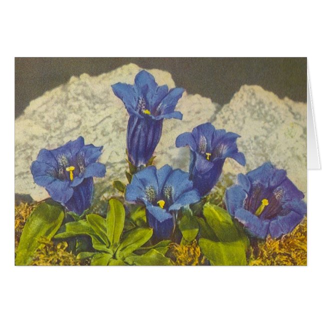 Gentian Flower (Front Horizontal)