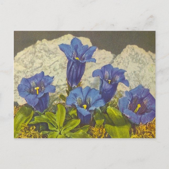 Gentian Flower Postcard (Front)