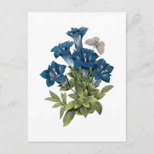 gentian(Gentianae acaulis) by Redouté Postcard