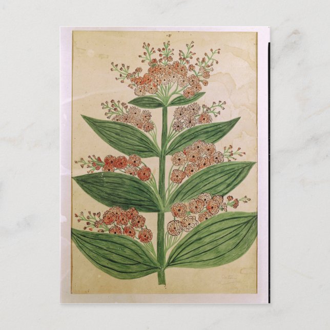 Gentian with imaginary flowers postcard (Front)
