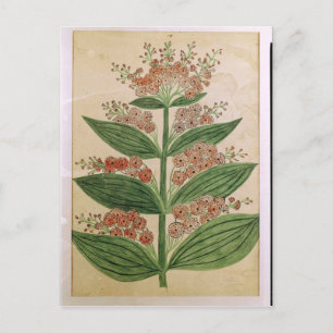 Gentian with imaginary flowers postcard