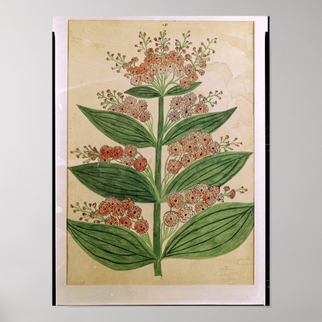 Gentian with imaginary flowers poster (Front)