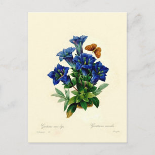 Gentiana aucalis postcard