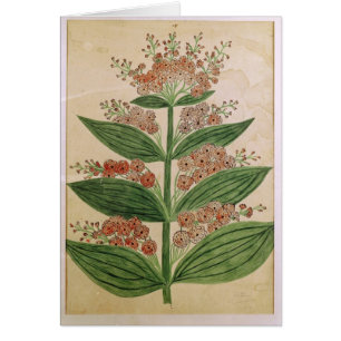 Gentiane avec les fleurs imaginaires