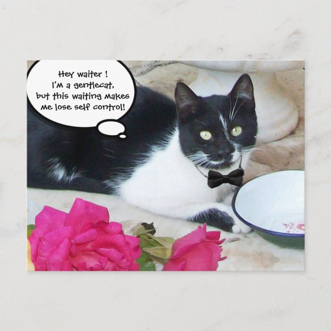 GENTLE CAT IN THE RESTAURANT Happy Birthday Postcard (Front)