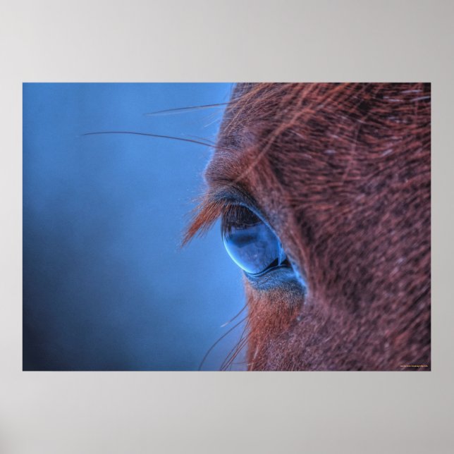 Gentle Eye of a Loving Sorrel Horse Poster (Front)