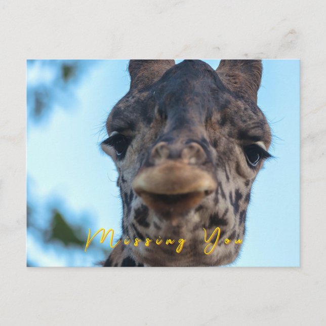 Gentle Giraffe  Postcard (Front)