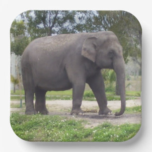 Gentle Grey Asian Elephant Artwork Paper Plate