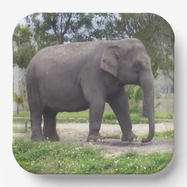 Gentle Grey Asian Elephant Artwork Paper Plate (Front)
