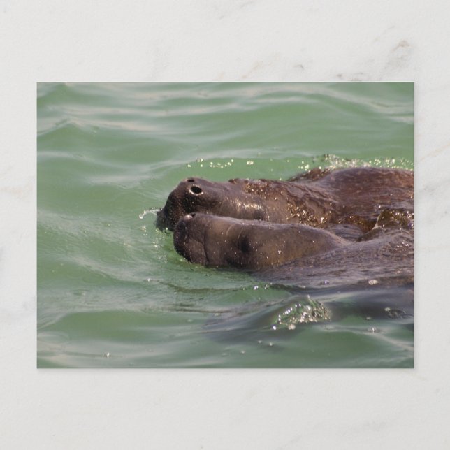 Gentle Love Postcard (Front)