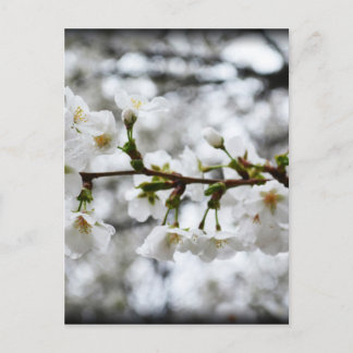 Gentle Purity Postcard