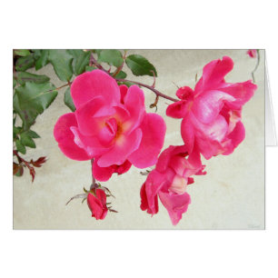 Gentle Rose