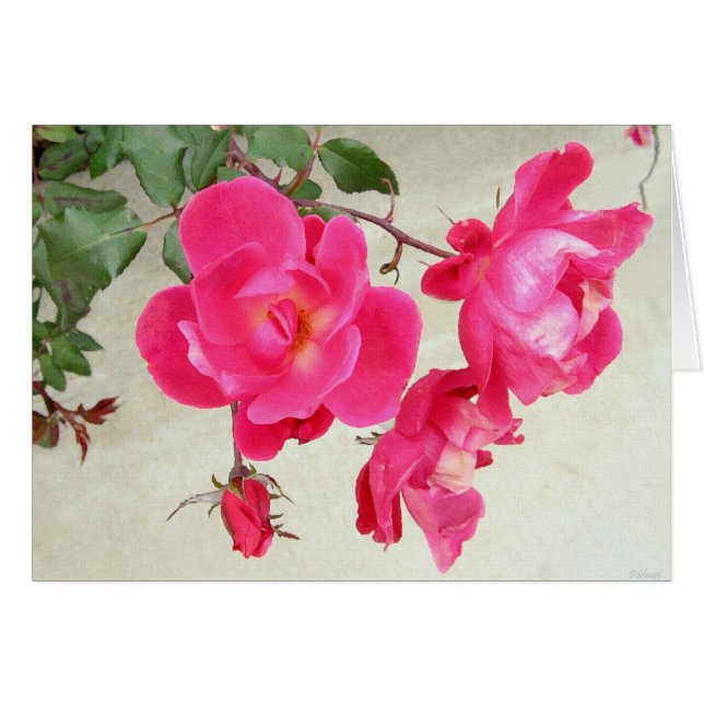 Gentle Rose (Front Horizontal)