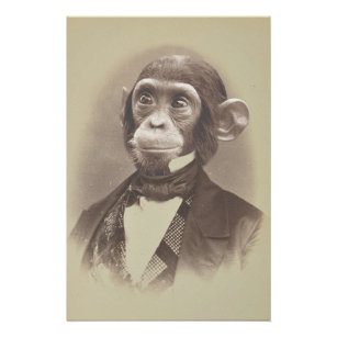 Gentleman Chimpanzee in Vintage Picture Poster