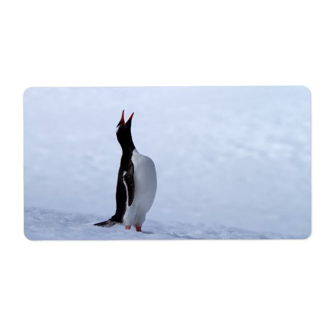 Gentoo penguin (Front)