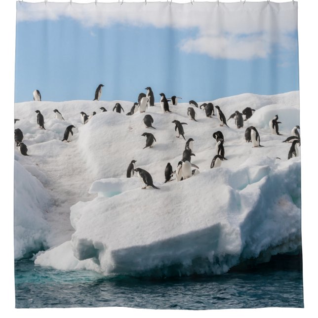 Gentoo Penguin Antarctica Iceberg Playtime (Front)