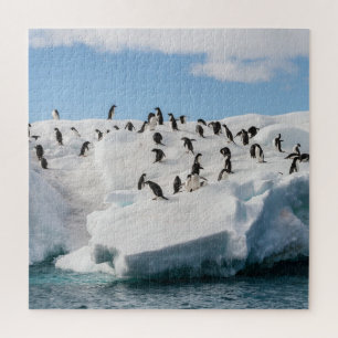 Gentoo Penguin Antarctica Iceberg Playtime Jigsaw Puzzle