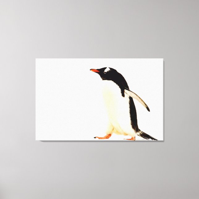 Gentoo Penguin Canvas Print (Front)