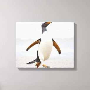 Gentoo Penguin Canvas Print