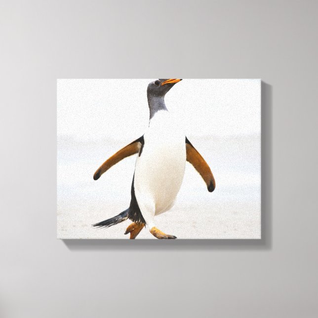Gentoo Penguin Canvas Print (Front)