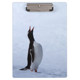 Gentoo penguin clipboard