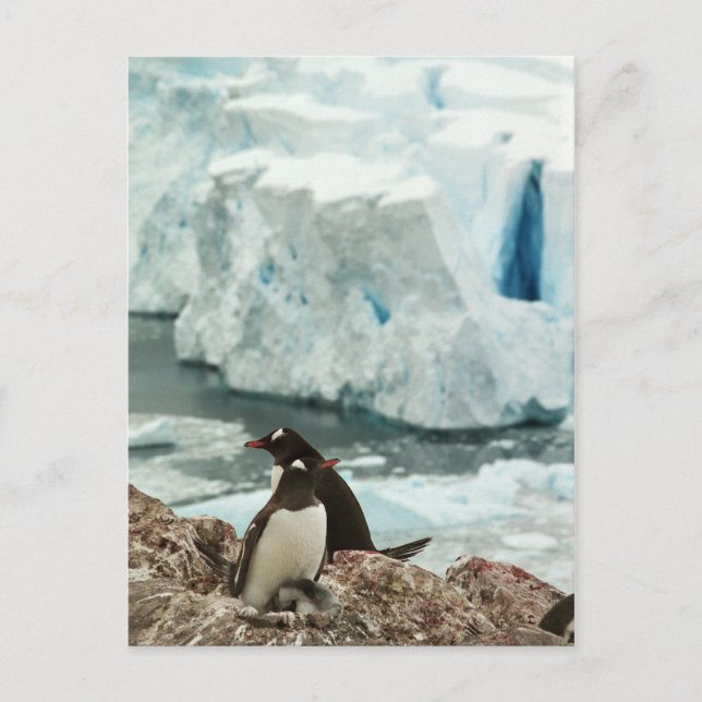 Gentoo Penguin Family Postcard (Front)