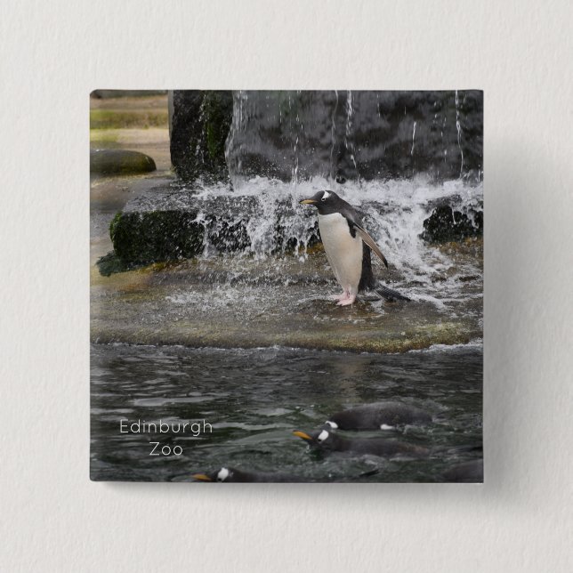 Gentoo Penguin & Friends Edinburgh Zoo Scotland Po 2 Inch Square Button (Front)