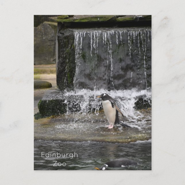 Gentoo Penguin & Friends Edinburgh Zoo Scotland Postcard (Front)