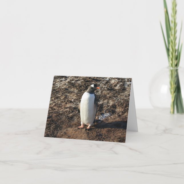 Gentoo penguin (HO) card (Front)