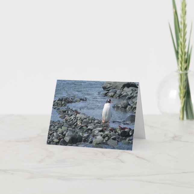 Gentoo penguin (M) card (Front)