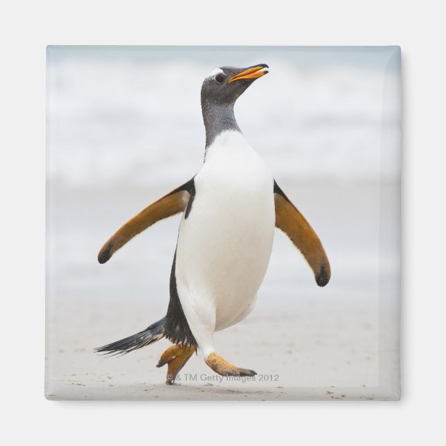Gentoo Penguin Magnet (Front)