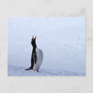 Gentoo penguin postcard