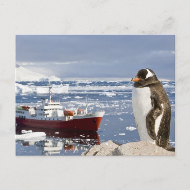 Gentoo Penguin Postcard (Front)