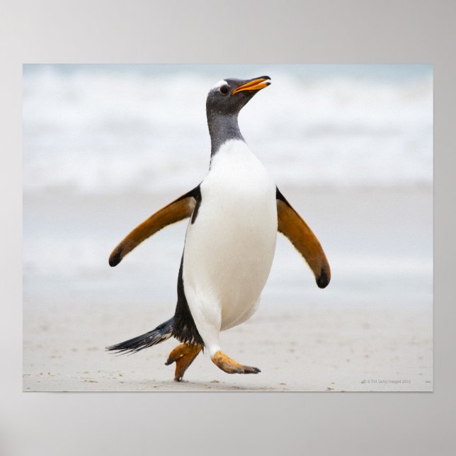 Gentoo Penguin Poster (Front)