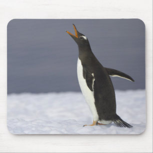 Gentoo penguin (Pygoscelis papua) adult bird Mouse Pad