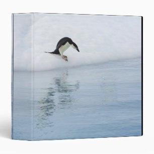 Gentoo penguin (Pygoscelis papua) Binder