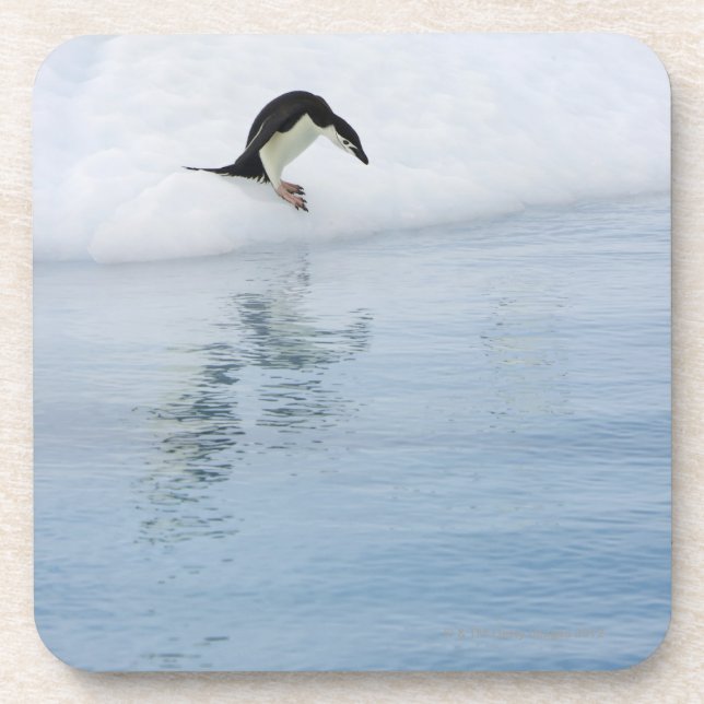 Gentoo penguin (Pygoscelis papua) Coaster (Front)