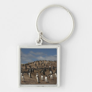 Gentoo Penguin (Pygoscelis papua) colony on West Keychain