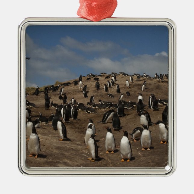 Gentoo Penguin (Pygoscelis papua) colony on West Metal Ornament (Front)
