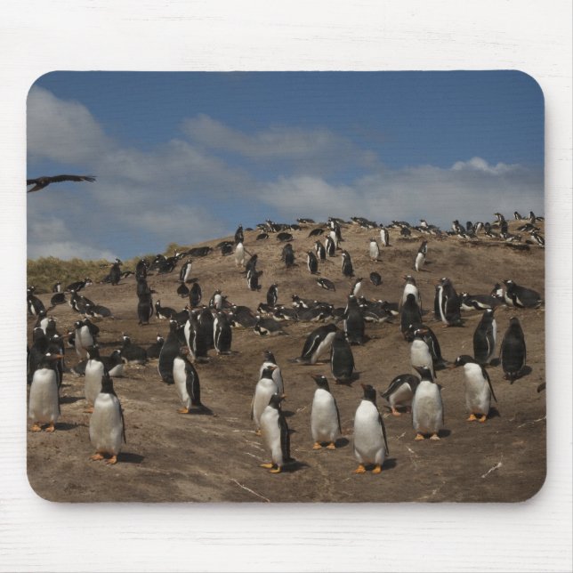 Gentoo Penguin (Pygoscelis papua) colony on West Mouse Pad (Front)