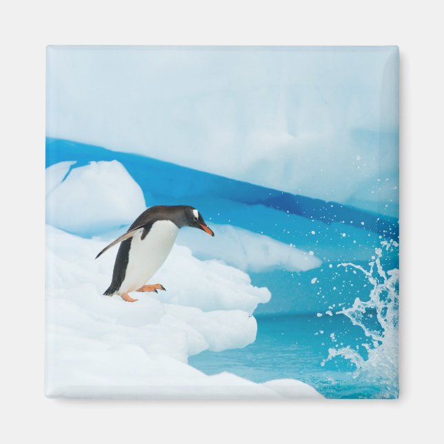 gentoo penguin, Pygoscelis Papua, jumping off Magnet (Front)