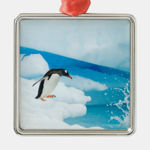 gentoo penguin, Pygoscelis Papua, jumping off Metal Ornament