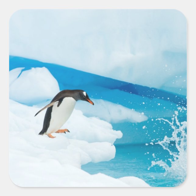 gentoo penguin, Pygoscelis Papua, jumping off Square Sticker (Front)