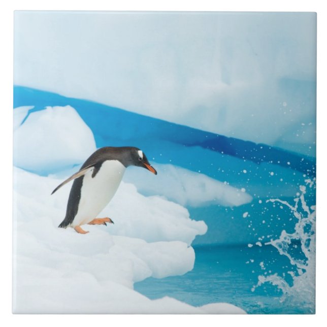 gentoo penguin, Pygoscelis Papua, jumping off Tile (Front)