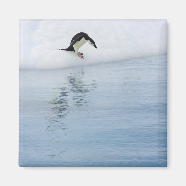 Gentoo penguin (Pygoscelis papua) Magnet (Front)