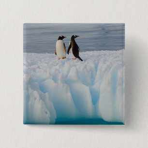 gentoo penguin, Pygoscelis Papua, on glacial ice 2 Inch Square Button