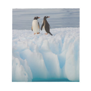 gentoo penguin, Pygoscelis Papua, on glacial ice Notepad