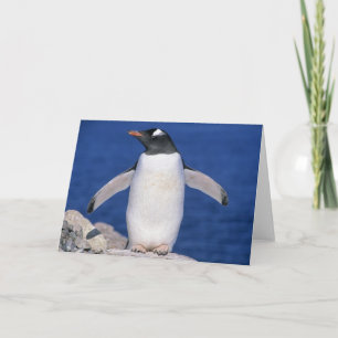 Gentoo Penguin Pygoscelis papua) Port Card